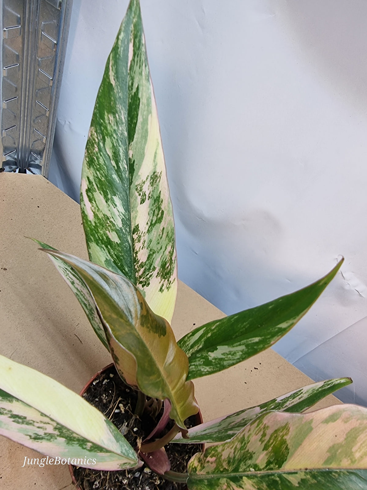 Philodendron Caramel Marble foliage