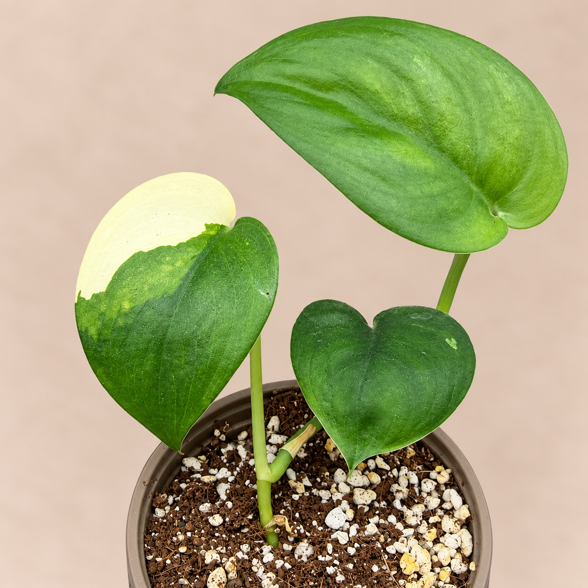 Scindapsus Jade Satin Variegated with green satin leaves and cream variegation in an 11 cm pot