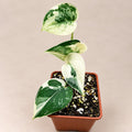 Scindapsus Mayari variegated with cream, green and silver leaves in a 9 cm pot