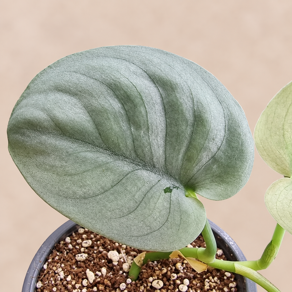 Close-up of a Scindapsus Platinum Silver Thai cultivar leaf showing its silver sheen and veins