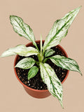 Spathiphyllum Sensation Variegated with green and white marbled foliage in an 11 cm pot