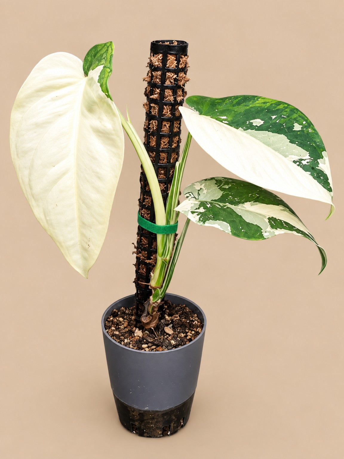 Established Syngonium chiapense variegated climbing a support in a 1 litre self-watering pot